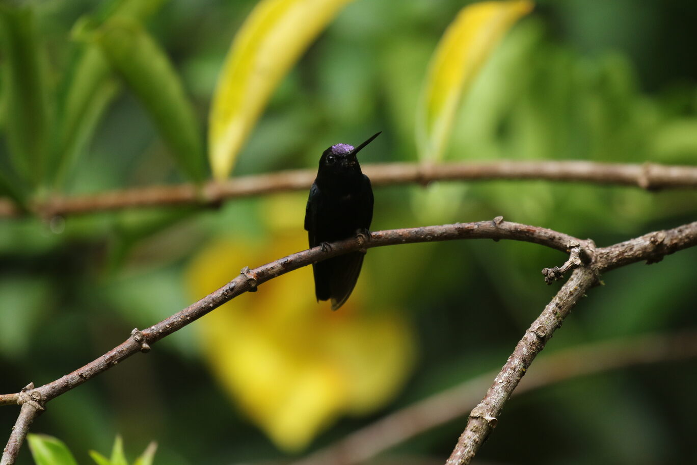 BLUE-FRONTED LANCEBILL